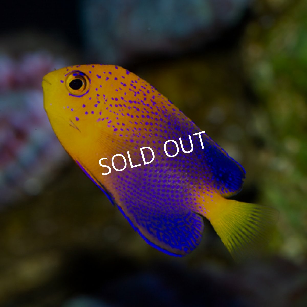 画像2: ◇SUMMER SALE◇レンテンヤッコ S No.１ (2)