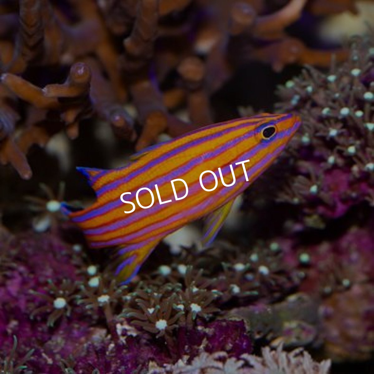 画像4: キャンディバスレット (4)