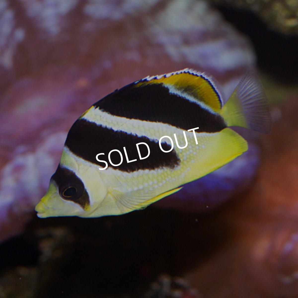 画像2: インディアンバタフライ S (2)