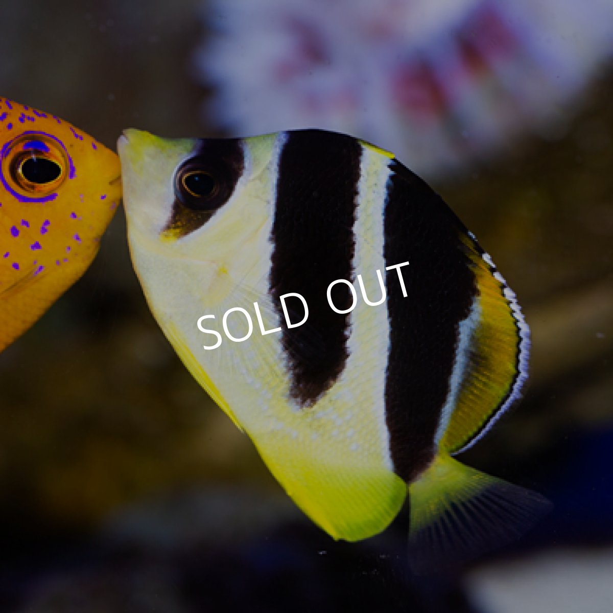 画像3: インディアンバタフライ S (3)