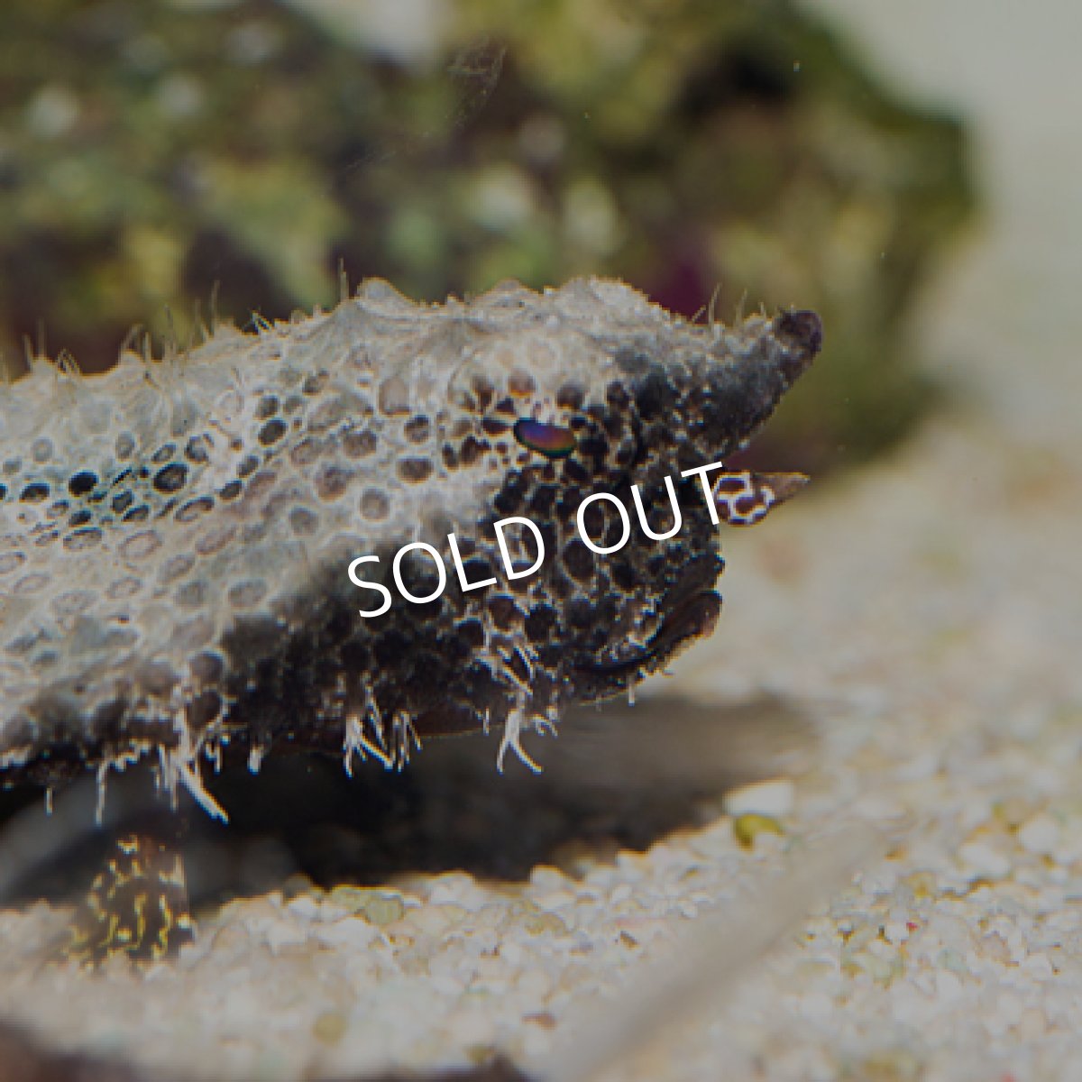 画像4: ポルカドットバットフィッシュ (4)