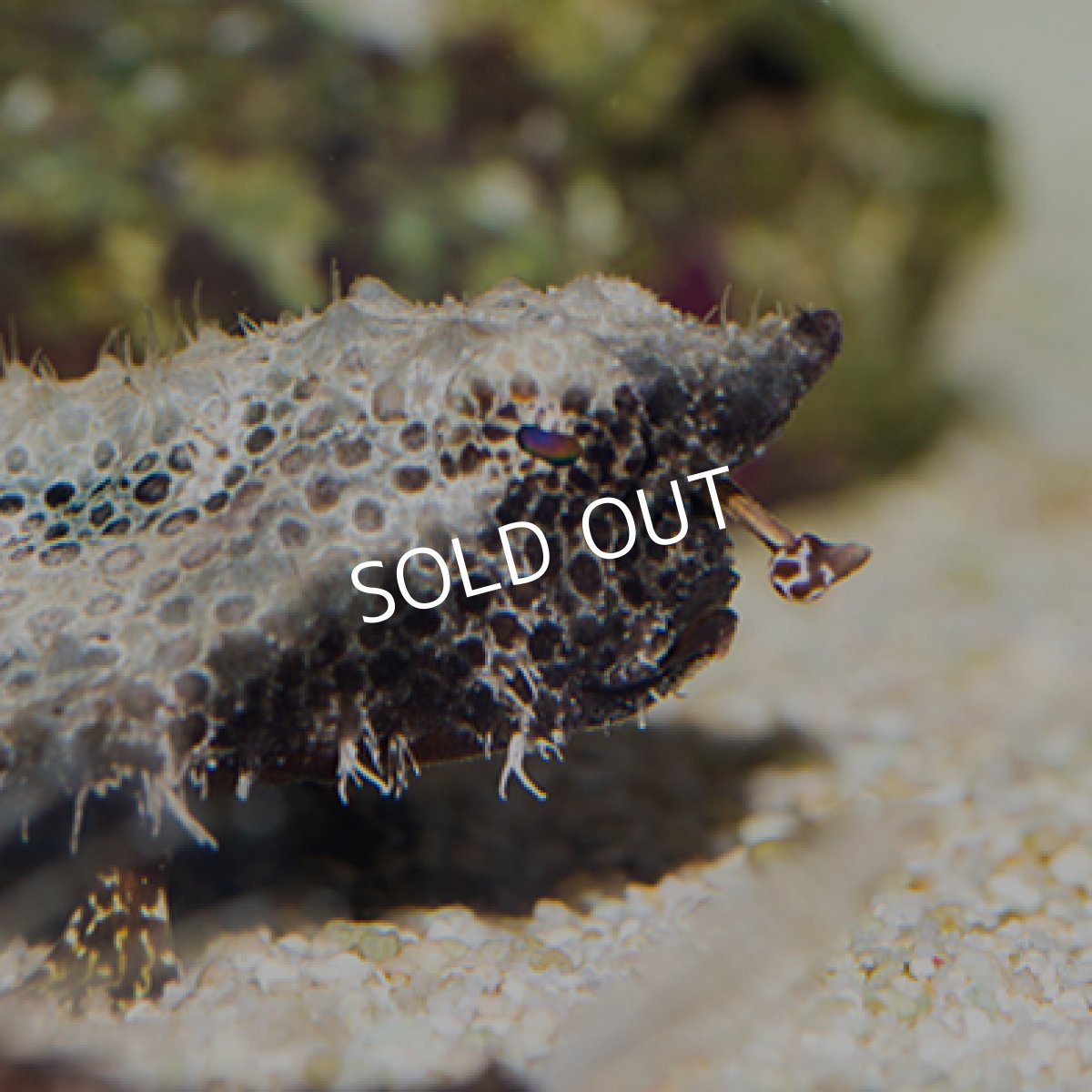 画像3: ポルカドットバットフィッシュ (3)