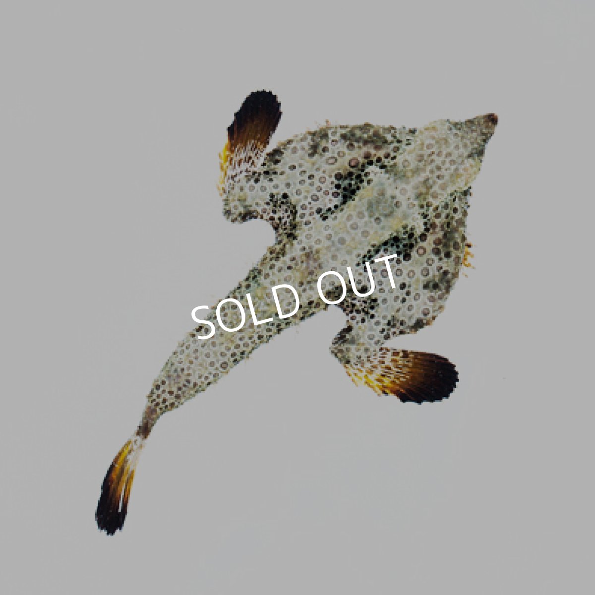 画像2: ポルカドットバットフィッシュ (2)