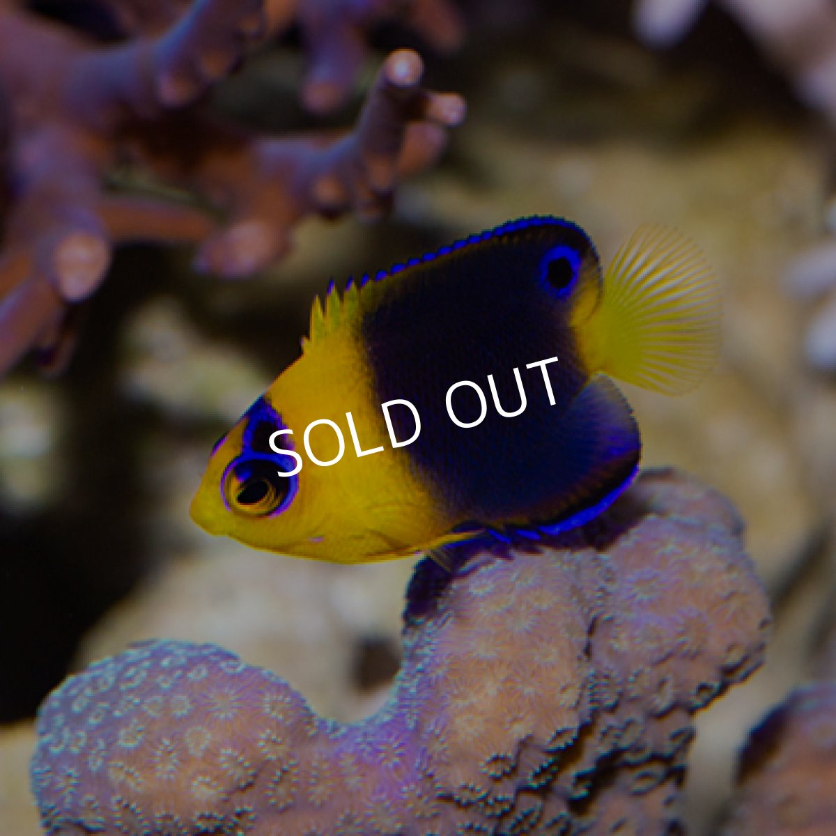 画像3: ◇SUMMER SALE◇ココスピグミーエンゼル SS (3)