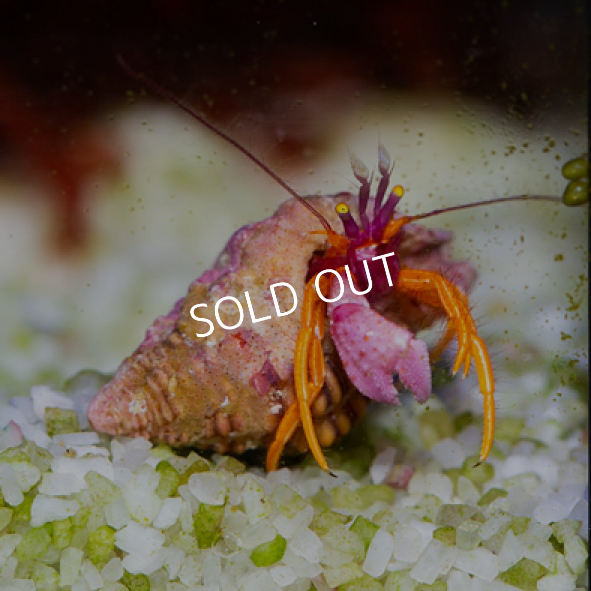 画像2: アデヤカゼブラヤドカリ (2)