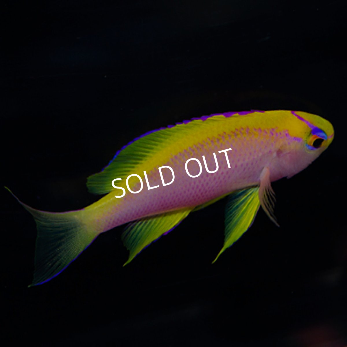 画像2: マニラ便　ベントラリスアンティアス　♀No.2 (2)