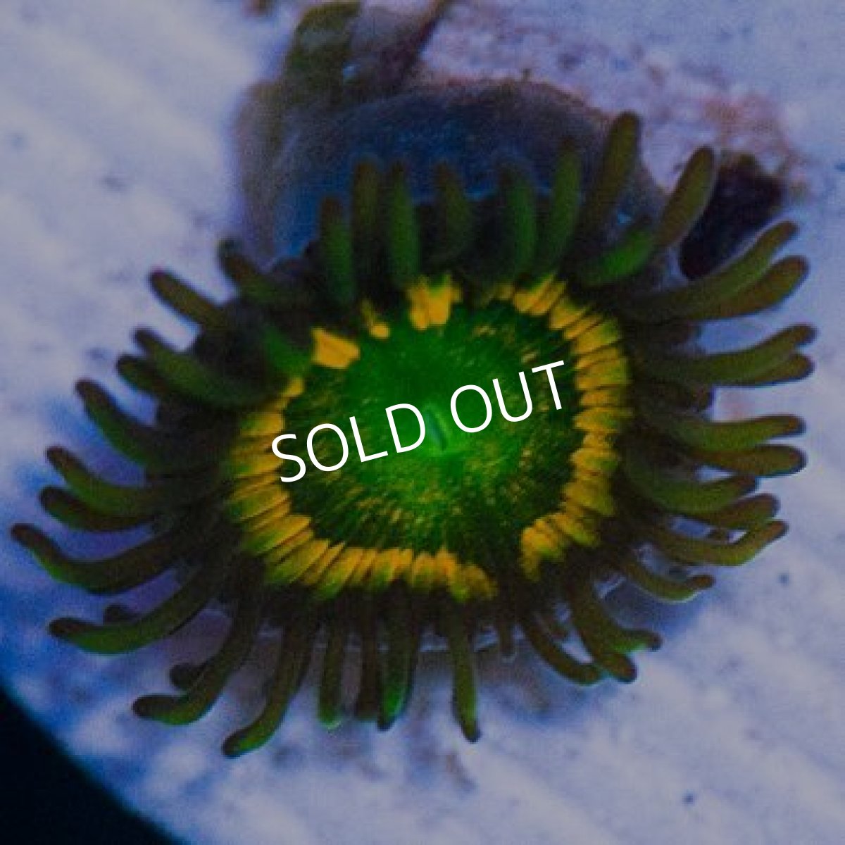 画像3: ＜special price＞ USAマメスナ　ゴンゾースシトラスクーラー (3)