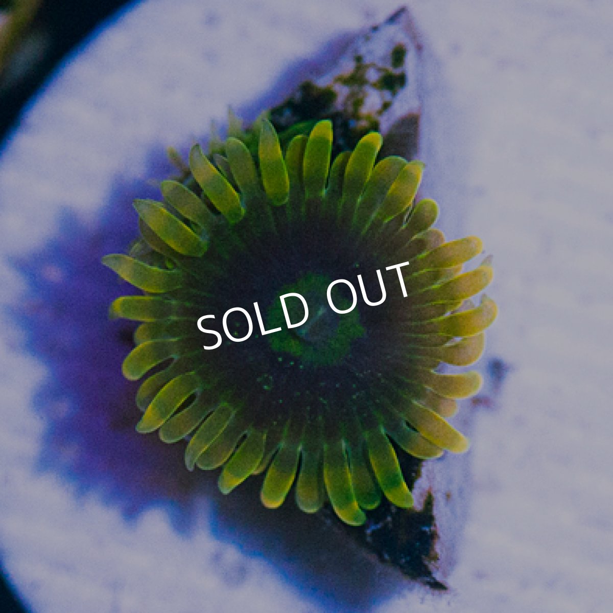 画像2: ＜special price＞ USAマメスナ　ヨーダ (2)