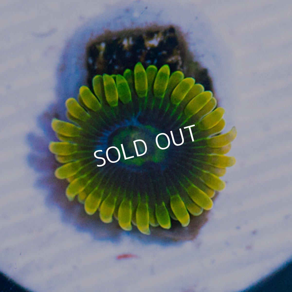 画像3: ＜special price＞ USAマメスナ　ヨーダ (3)