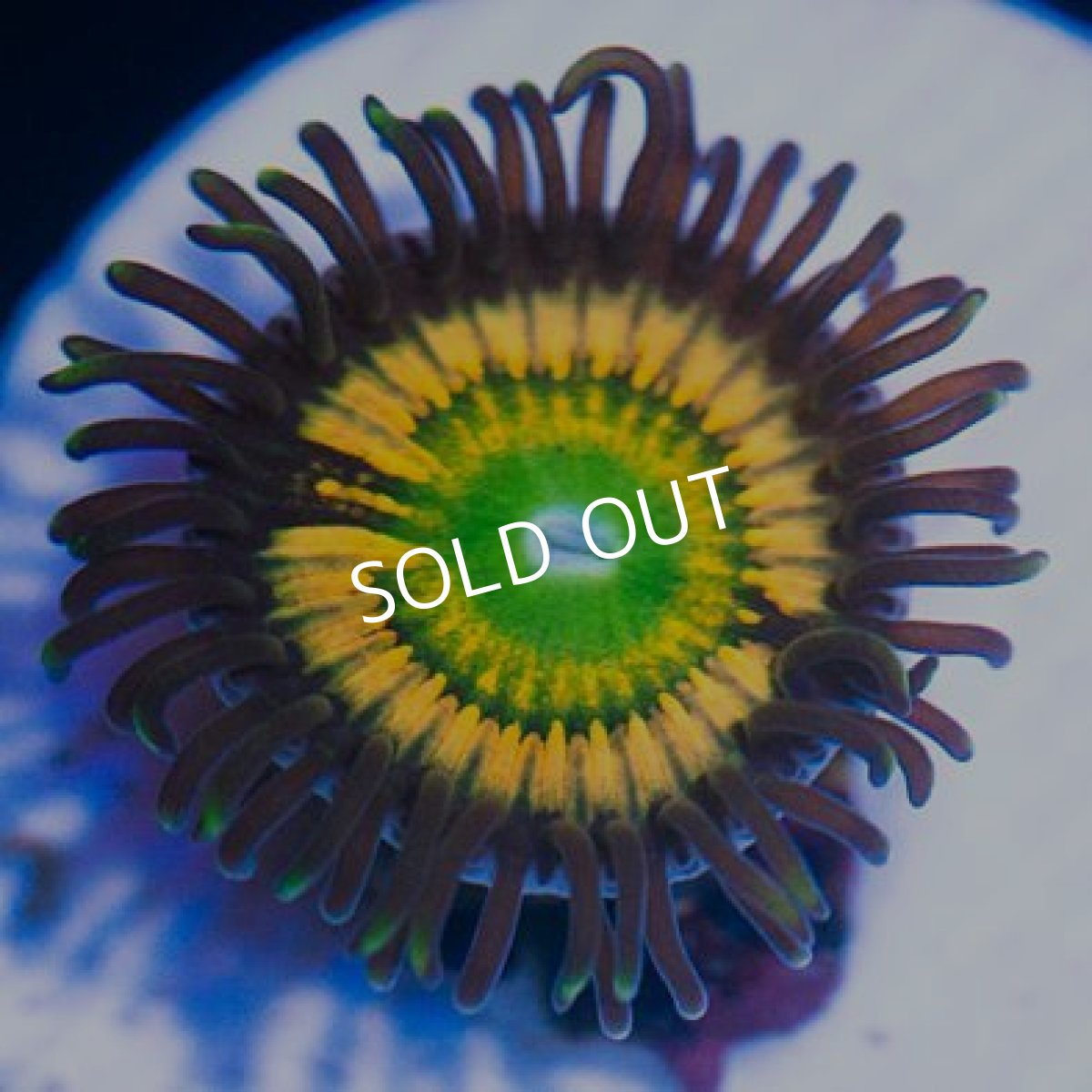 画像2: ＜special price＞ USAマメスナ　ゴンゾースシトラスクーラー (2)