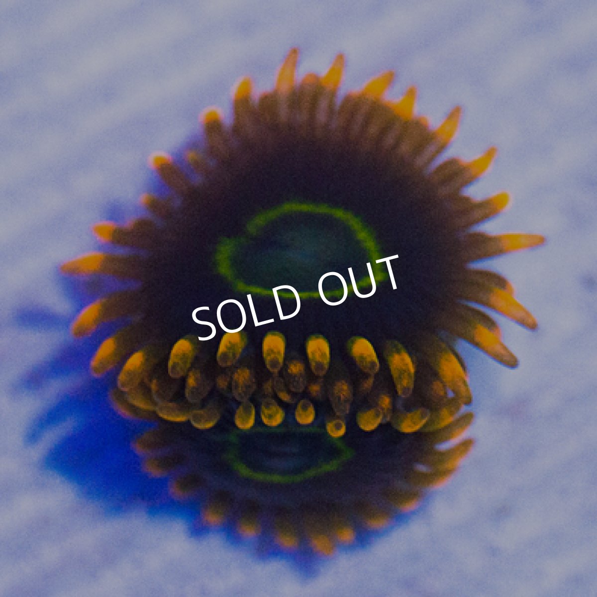 画像2: ＜special price＞ USAマメスナ　レインボーホーネット (2)