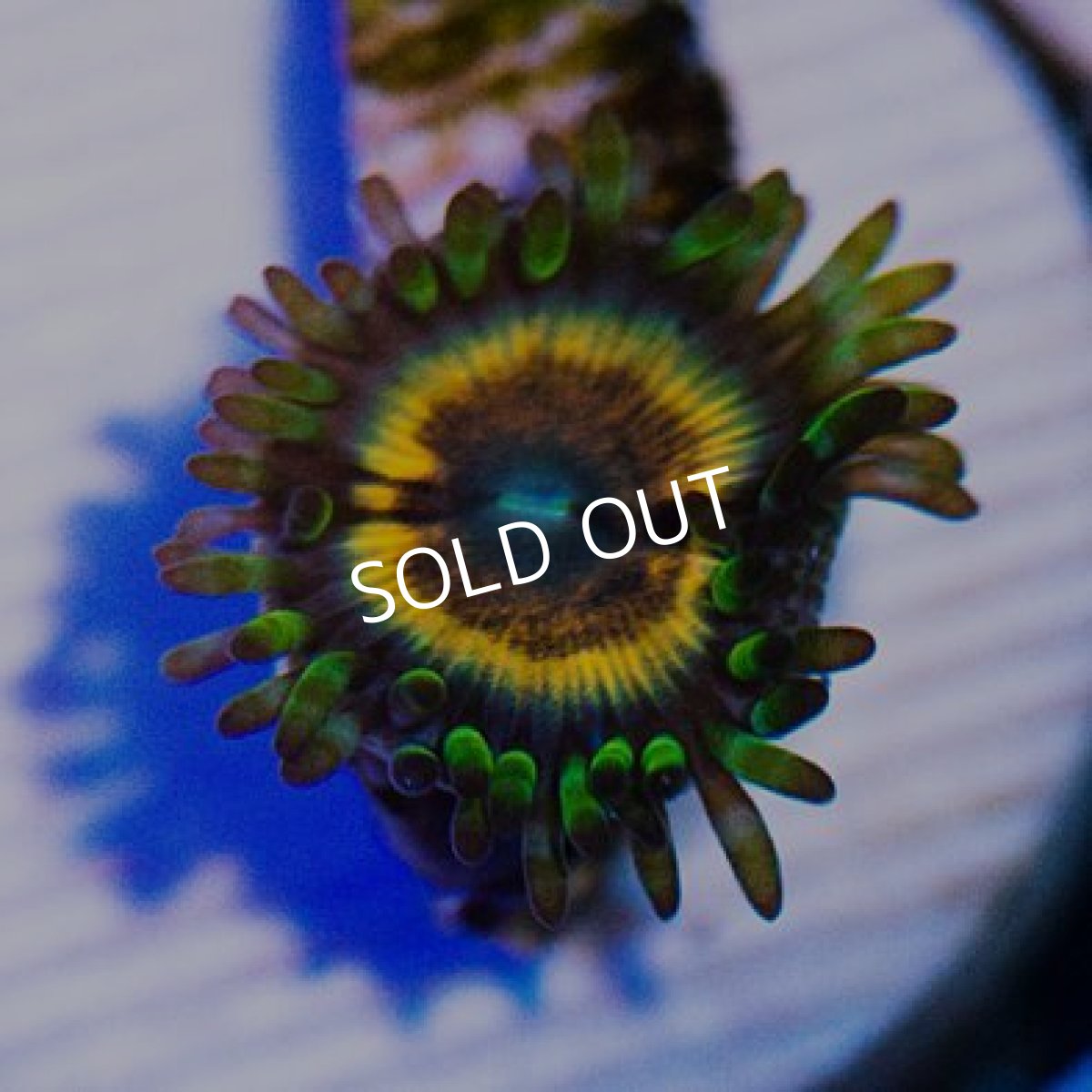 画像2: <special price> USAマメスナ ジョーズヴァンパイア (2)