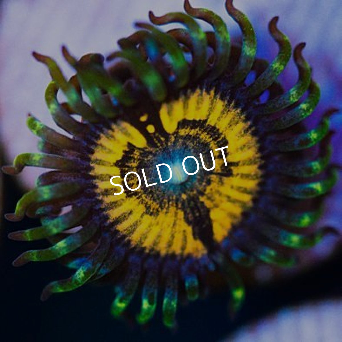 画像2: <special price> USAマメスナ ペトログラフ (2)