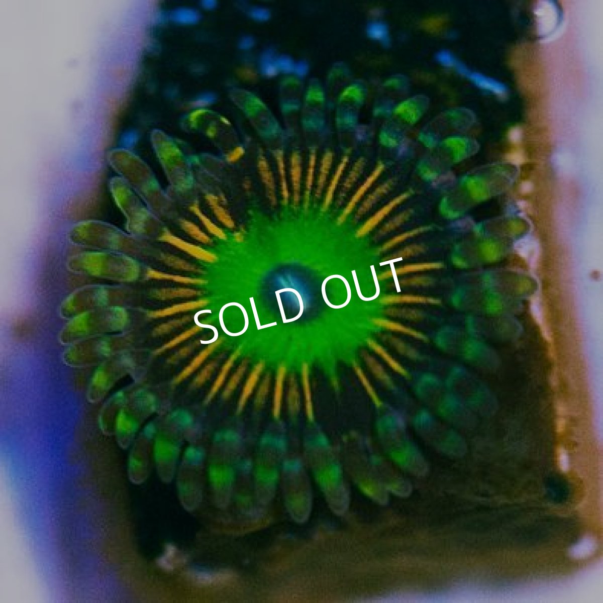 画像2: <special price> USAマメスナ ピンクレインボーアップル (2)