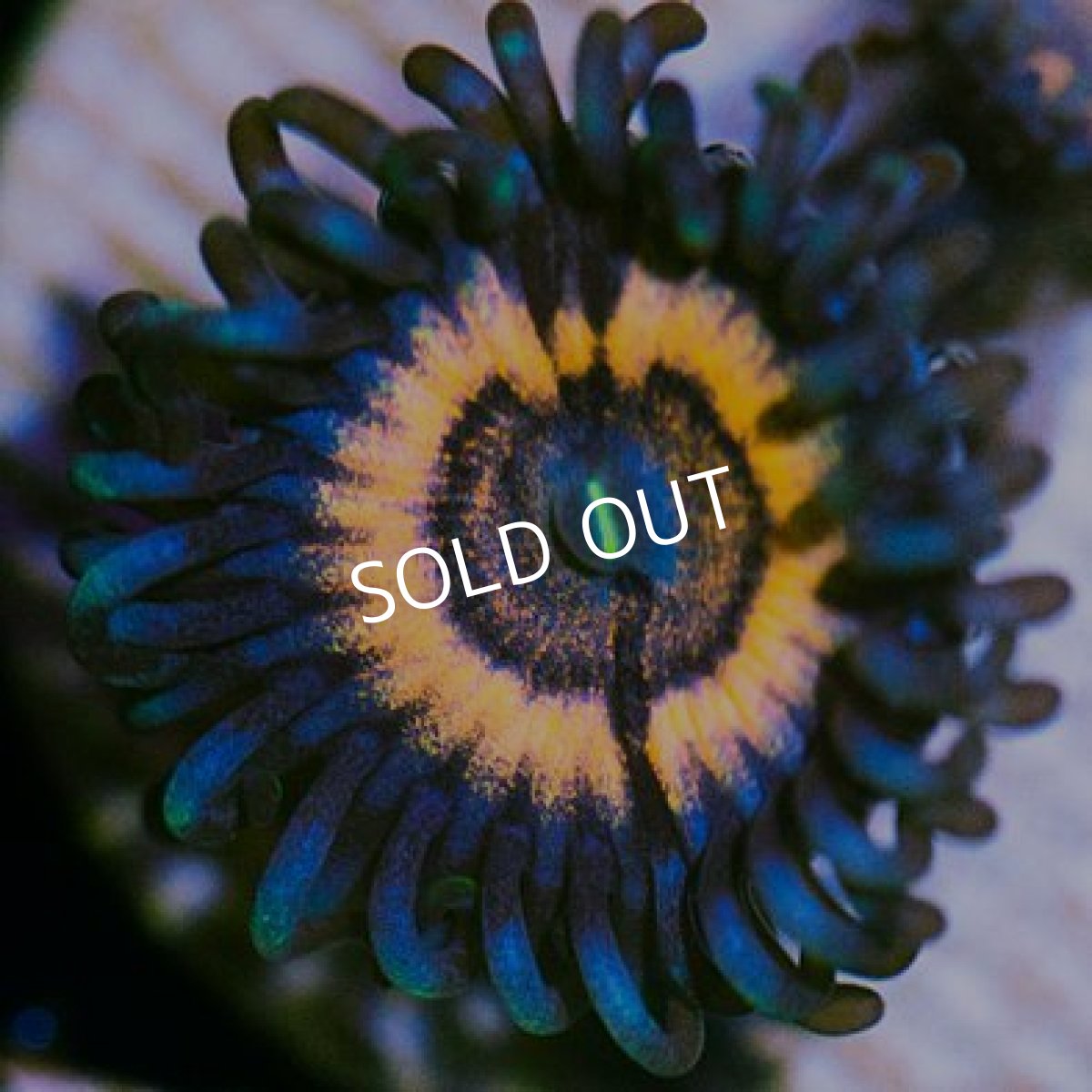 画像2: ＜special price＞ USAマメスナ　マーブルズ (2)