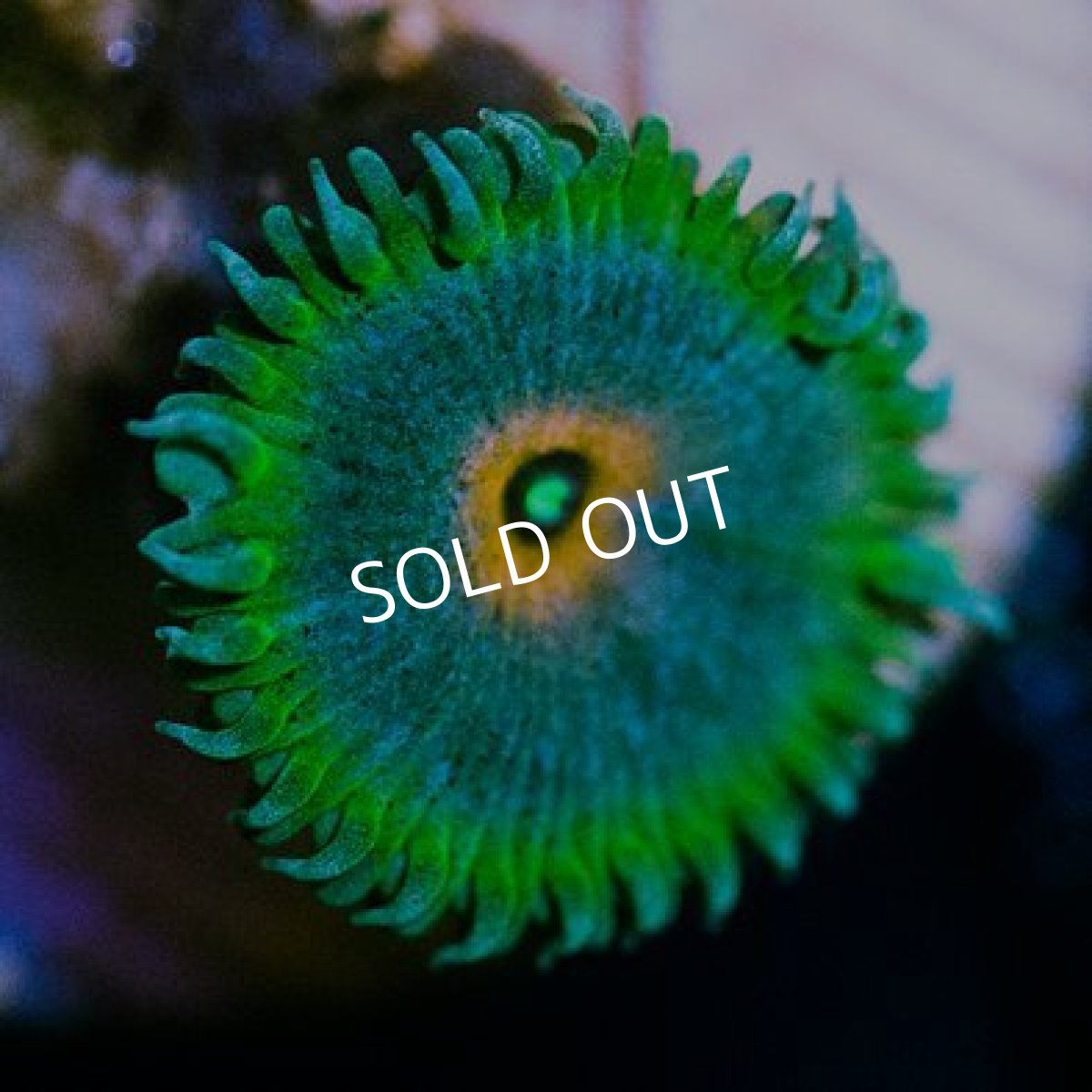 画像3: ＜special price＞ USAマメスナ　キャプテンアメリカ (3)