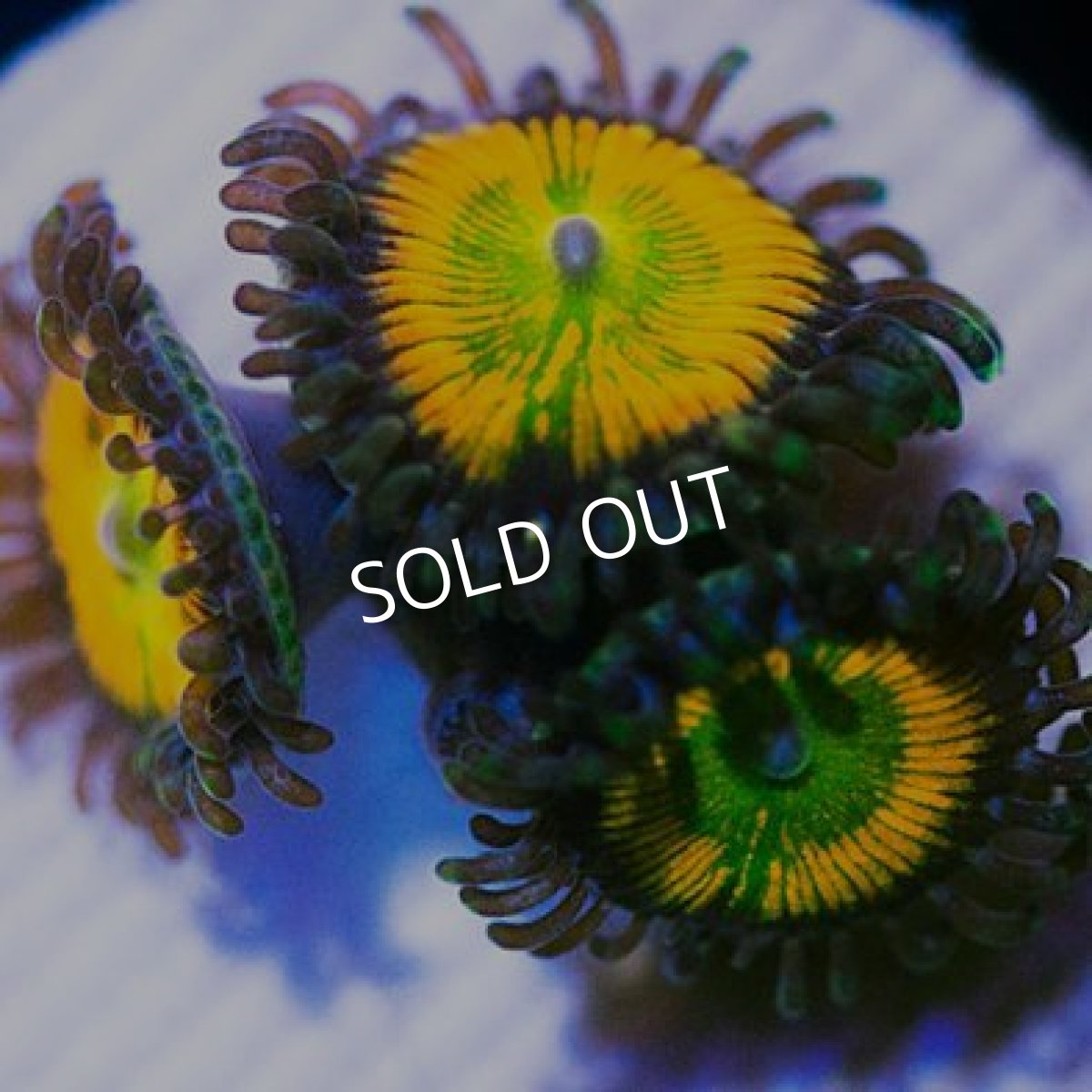 画像3: <special price> USAマメスナ レインボーインフュージョン (3)