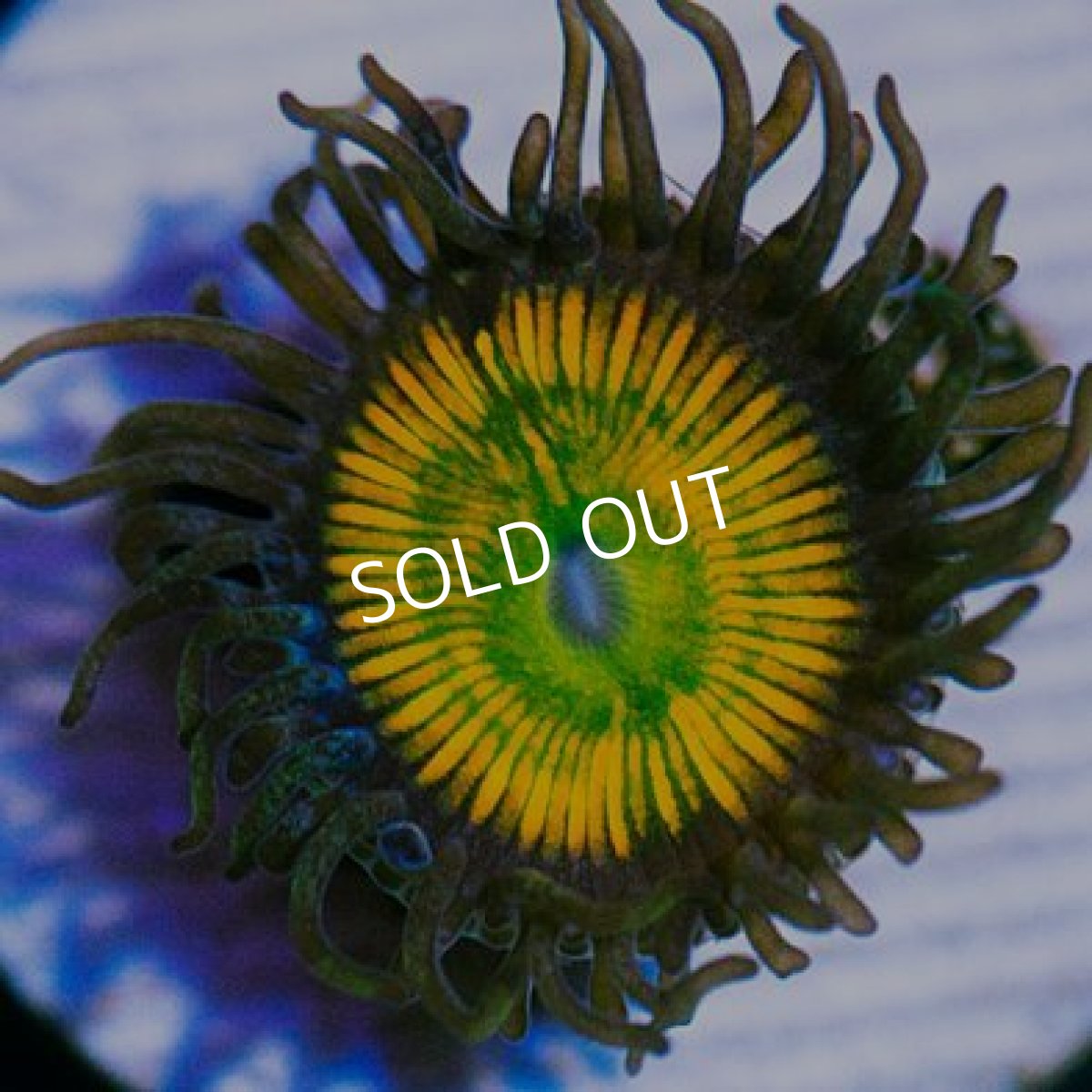 画像2: <special price> USAマメスナ レインボーインフュージョン (2)