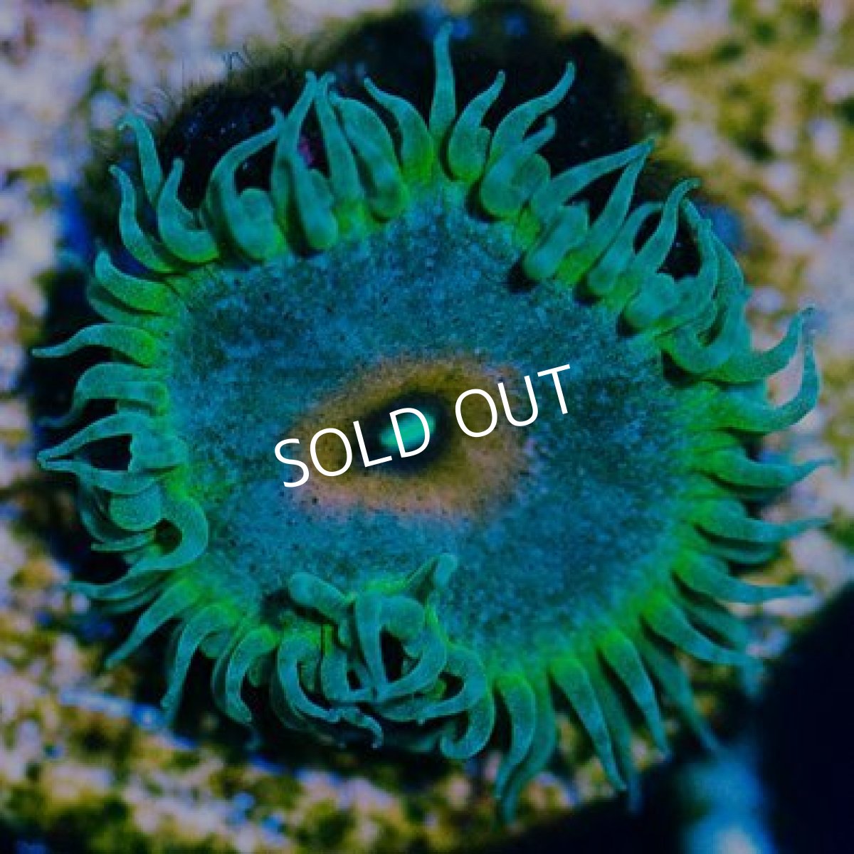 画像2: ＜special price＞ USAマメスナ　キャプテンアメリカ (2)