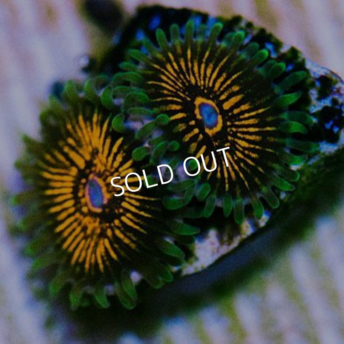 画像2: ＜special price＞ USAマメスナ　オージーハルシネーション (2)