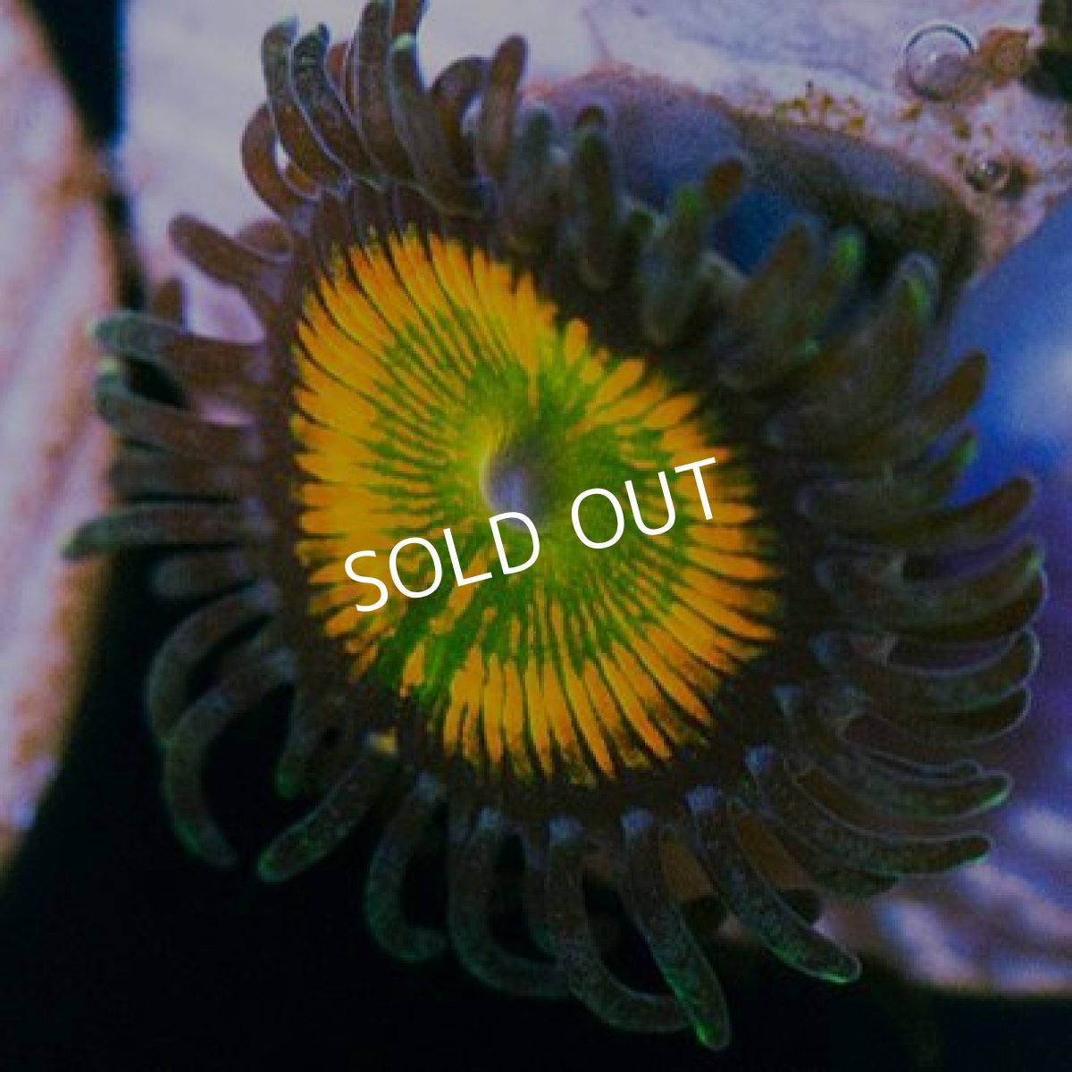 画像4: <special price> USAマメスナ レインボーインフュージョン (4)