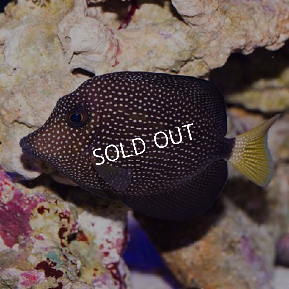 画像2: ■SALE50%off■ジェムタン (2)