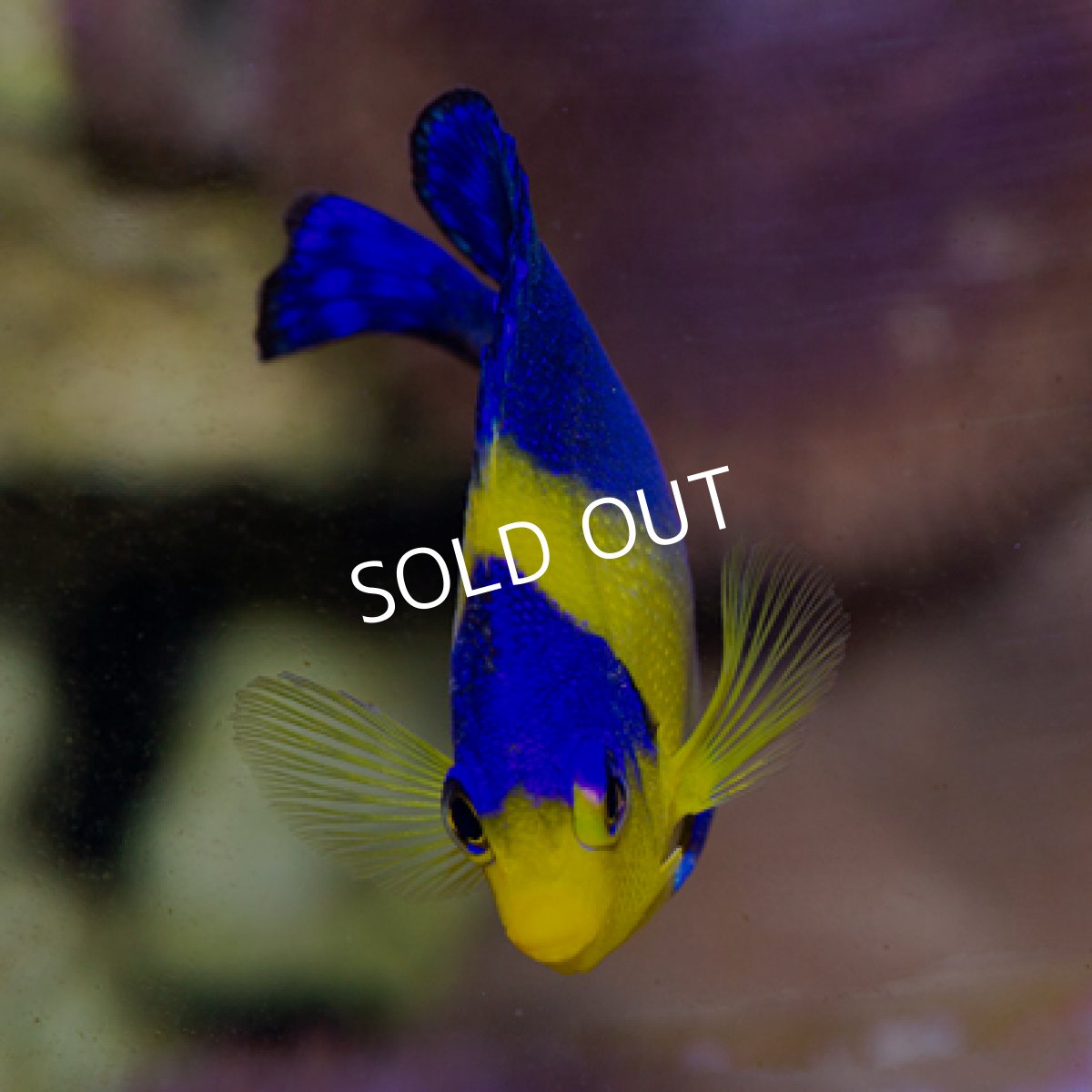 画像3: ◇SUMMER SALE◇八重山産 スミレヤッコ SM　 (3)