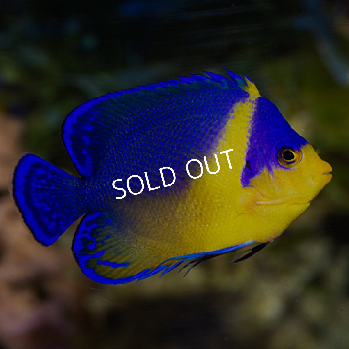 画像2: ◇SUMMER SALE◇八重山産 スミレヤッコ SM　 (2)