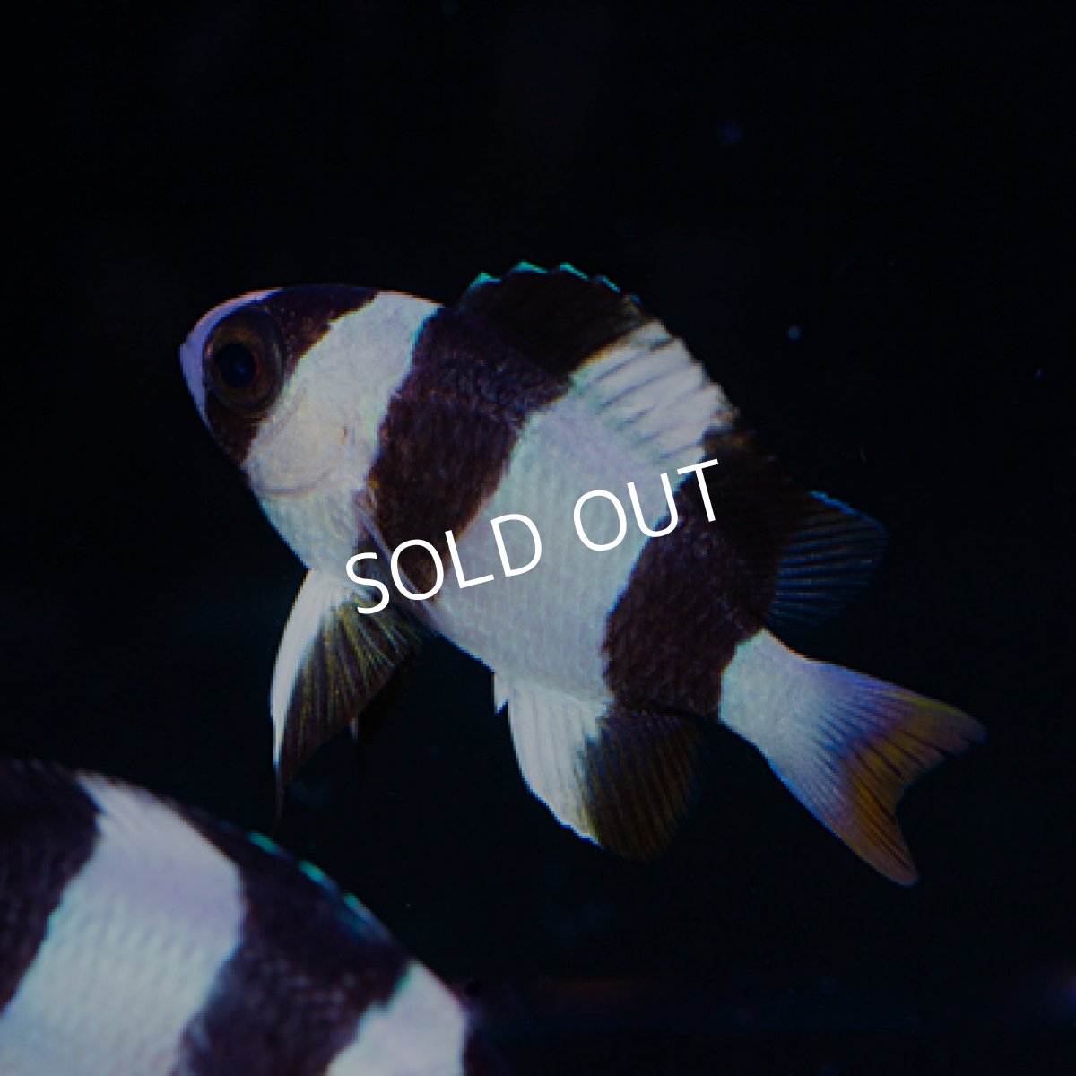 画像2: ◇20%off WinterSALE◇ ミスジスズメダイ フィジー便 (2)