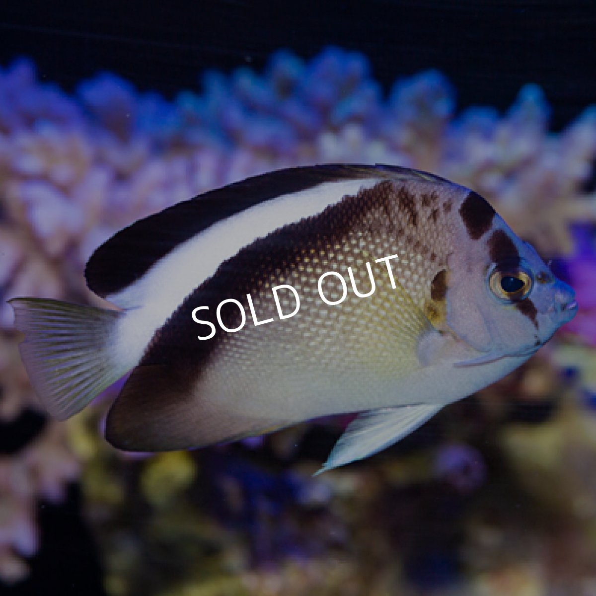 画像2: ◇ SALE◇ グリフィスエンゼル　SM (2)