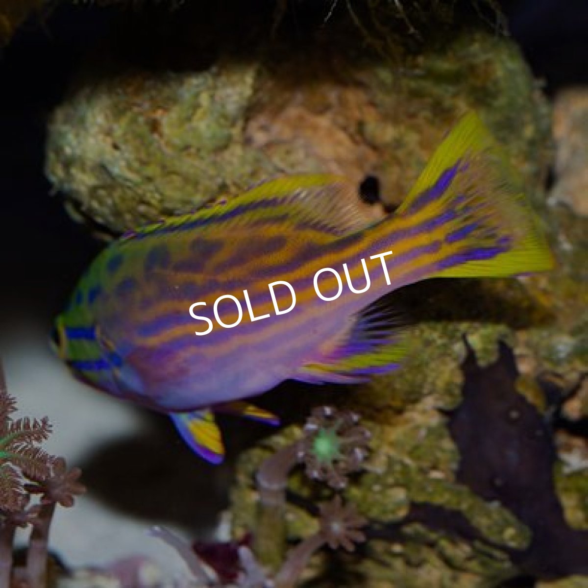 画像2: ◇20%off WinterSALE◇ ミナミハタ　SM (2)