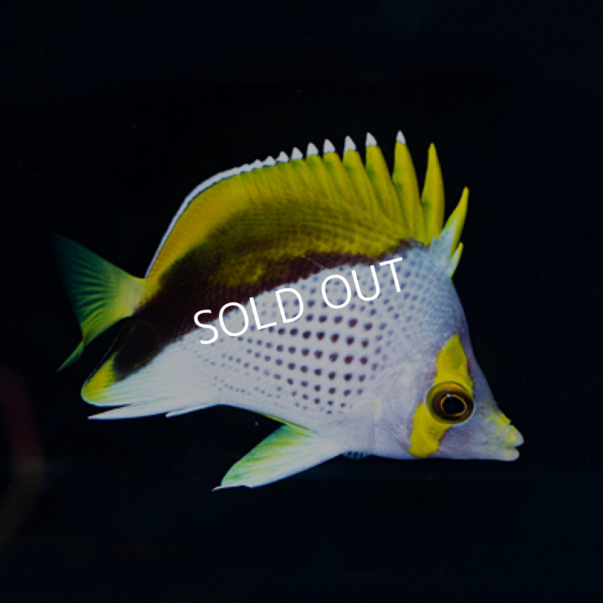 画像2: ◇20%off New year SALE◇ マルケサスバタフライ (2)