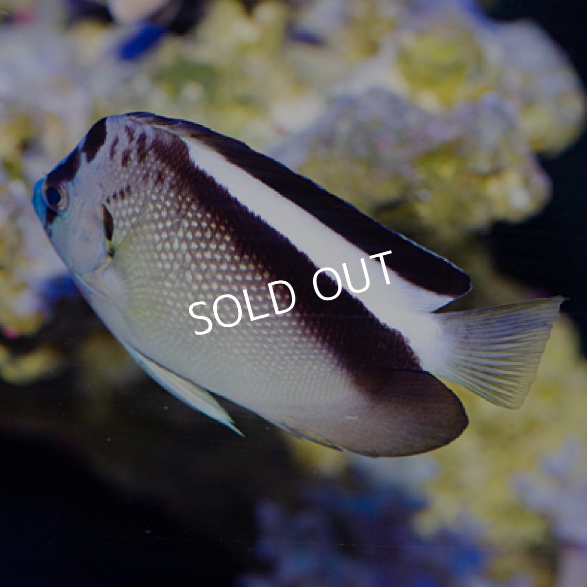 画像3: ◇ SALE◇ グリフィスエンゼル　SM (3)