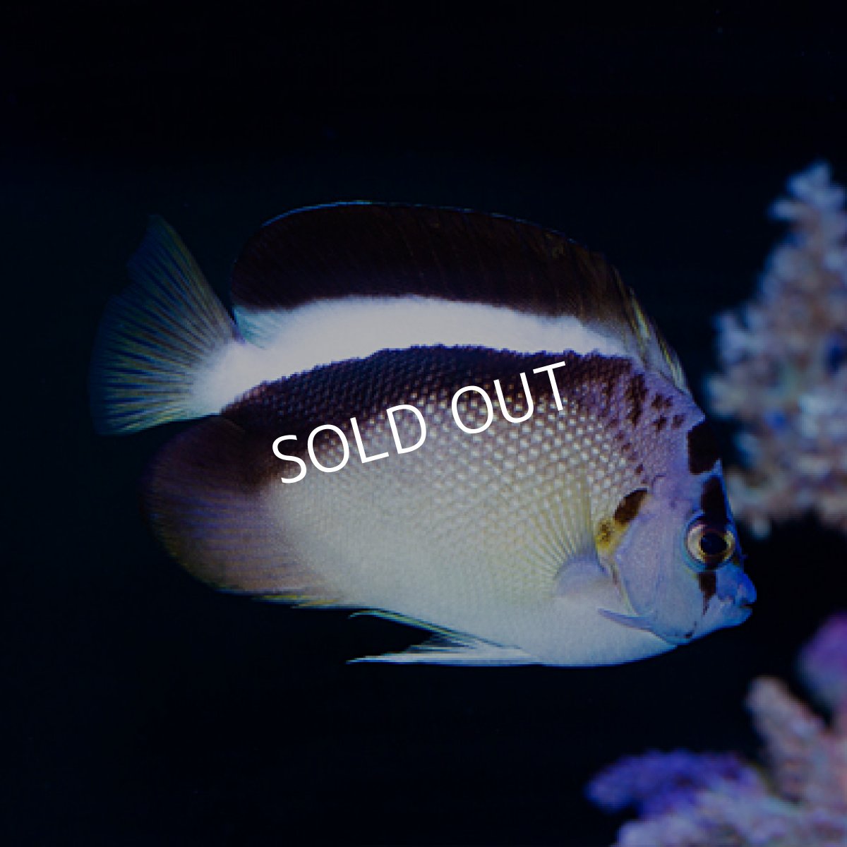 画像4: ◇ SALE◇ グリフィスエンゼル　SM (4)