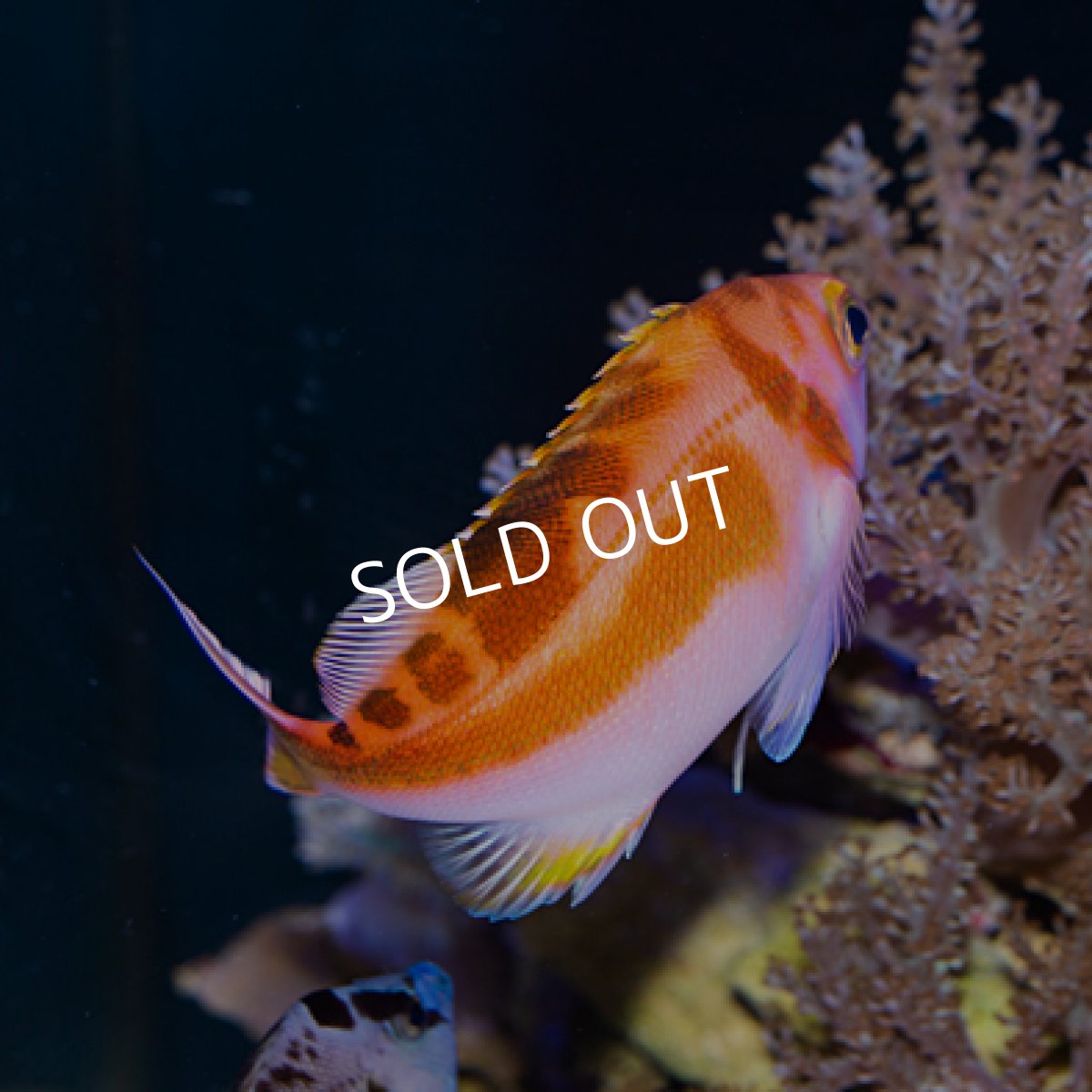 画像2: ◇20%off New year SALE◇ アカイサキ (2)