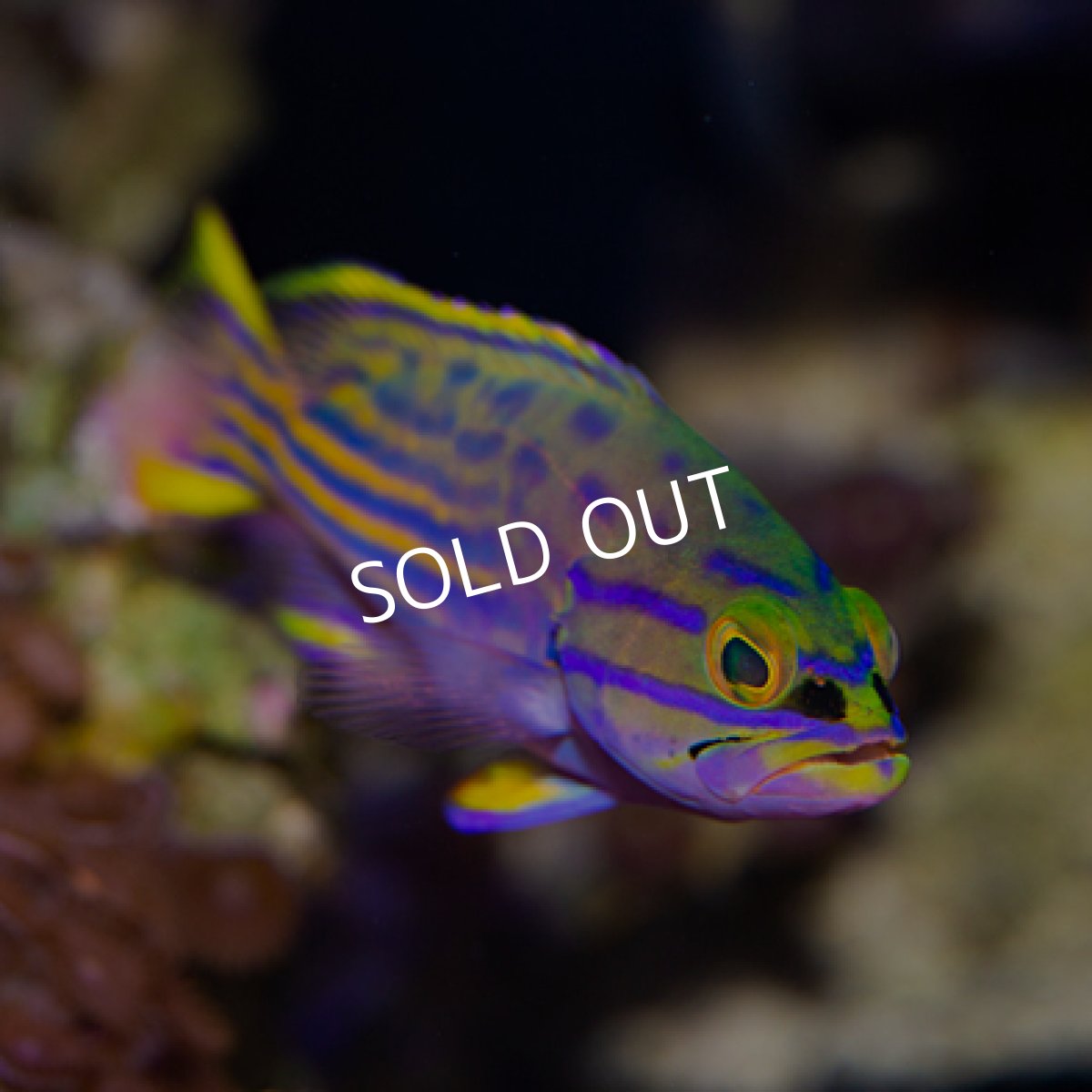 画像3: ◇20%off WinterSALE◇ ミナミハタ　SM (3)