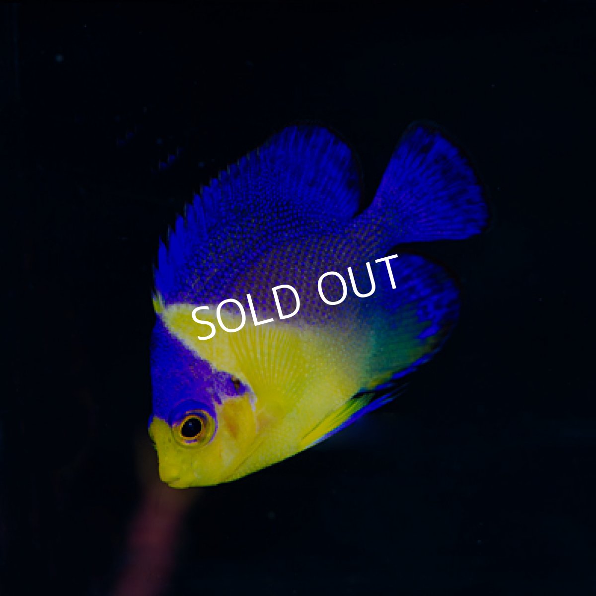 画像2: 八重山産 スミレヤッコ SM  (2)