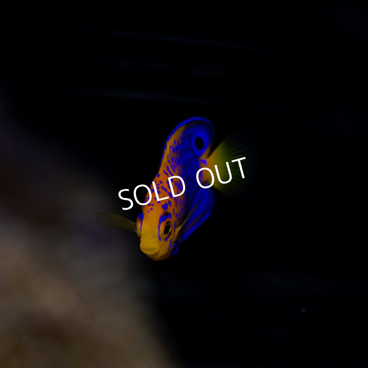 画像3: ◇20%off WinterSALE◇ レンテンヤッコ ベビー No.2 (3)