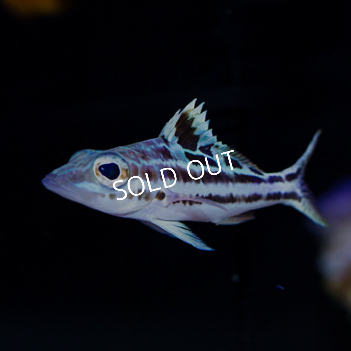 画像2: ◇ SALE◇ウォールアイバスレット (2)