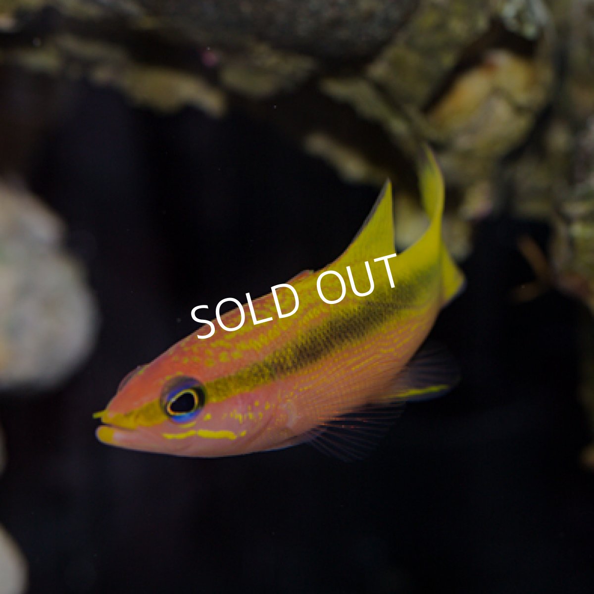 画像4: ツルグエ (近海モノ) (4)