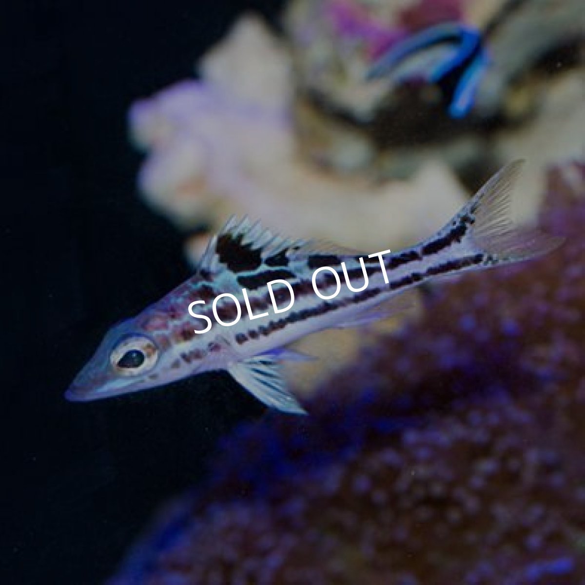 画像3: ◇ SALE◇ウォールアイバスレット (3)