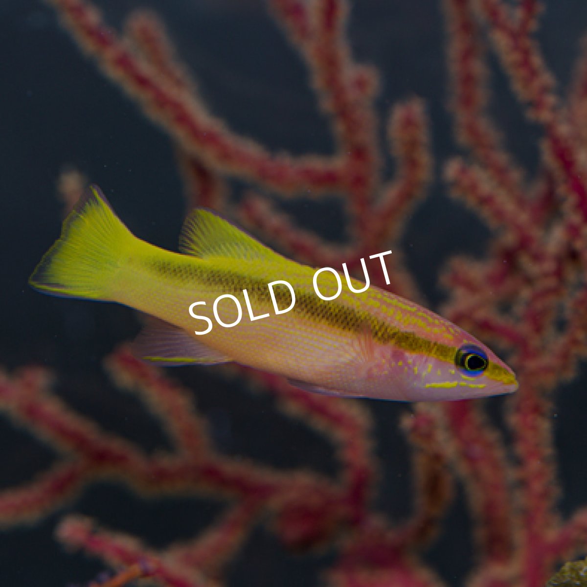 画像3: ツルグエ (近海モノ) (3)