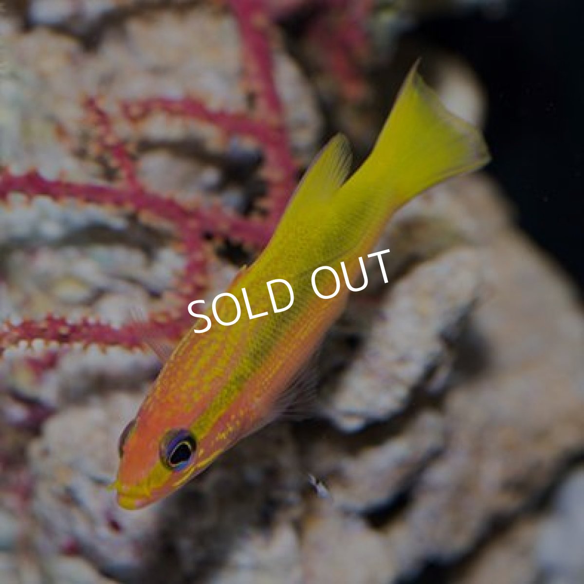 画像2: ツルグエ (近海モノ) (2)