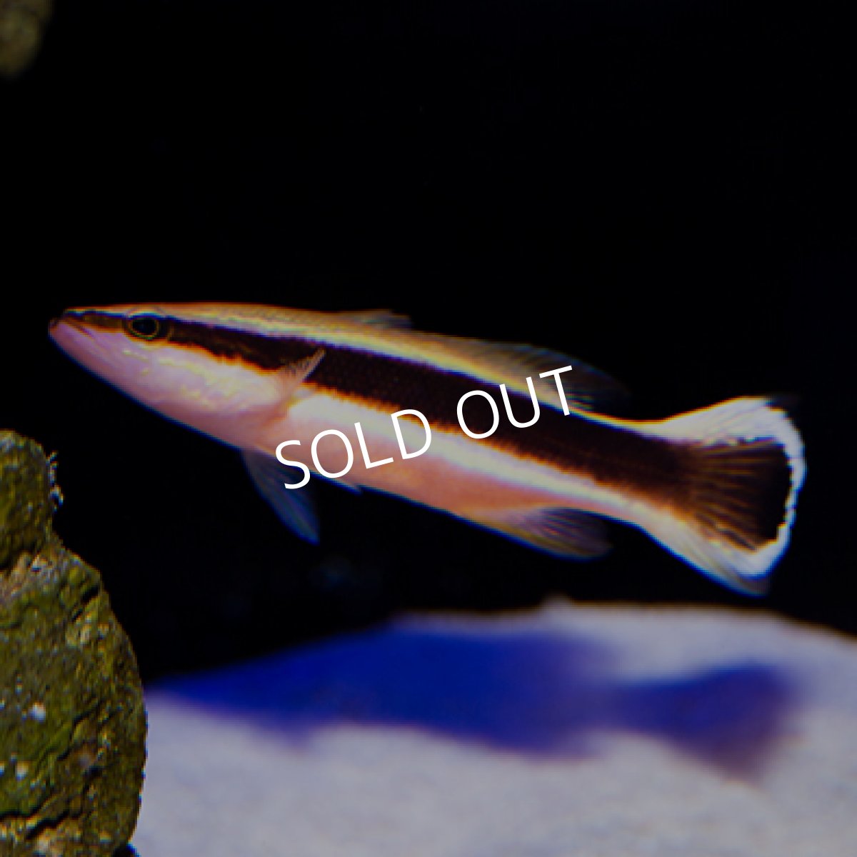 画像3: ◇30%off WinterSALE◇ ラッセバスレット S (3)