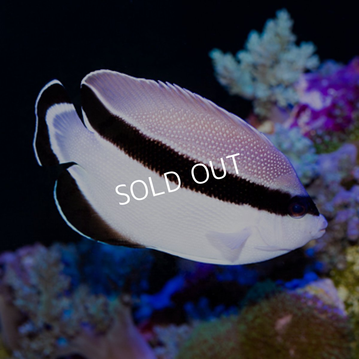 画像2: ◇ SALE◇ブラックバンディットエンゼル ML (2)