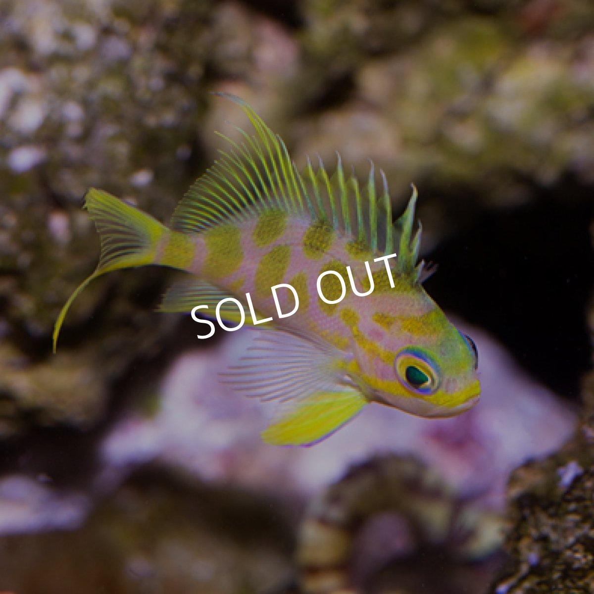 画像2: ◇20%off WinterSALE◇ マダラハナダイ　No.2 (2)