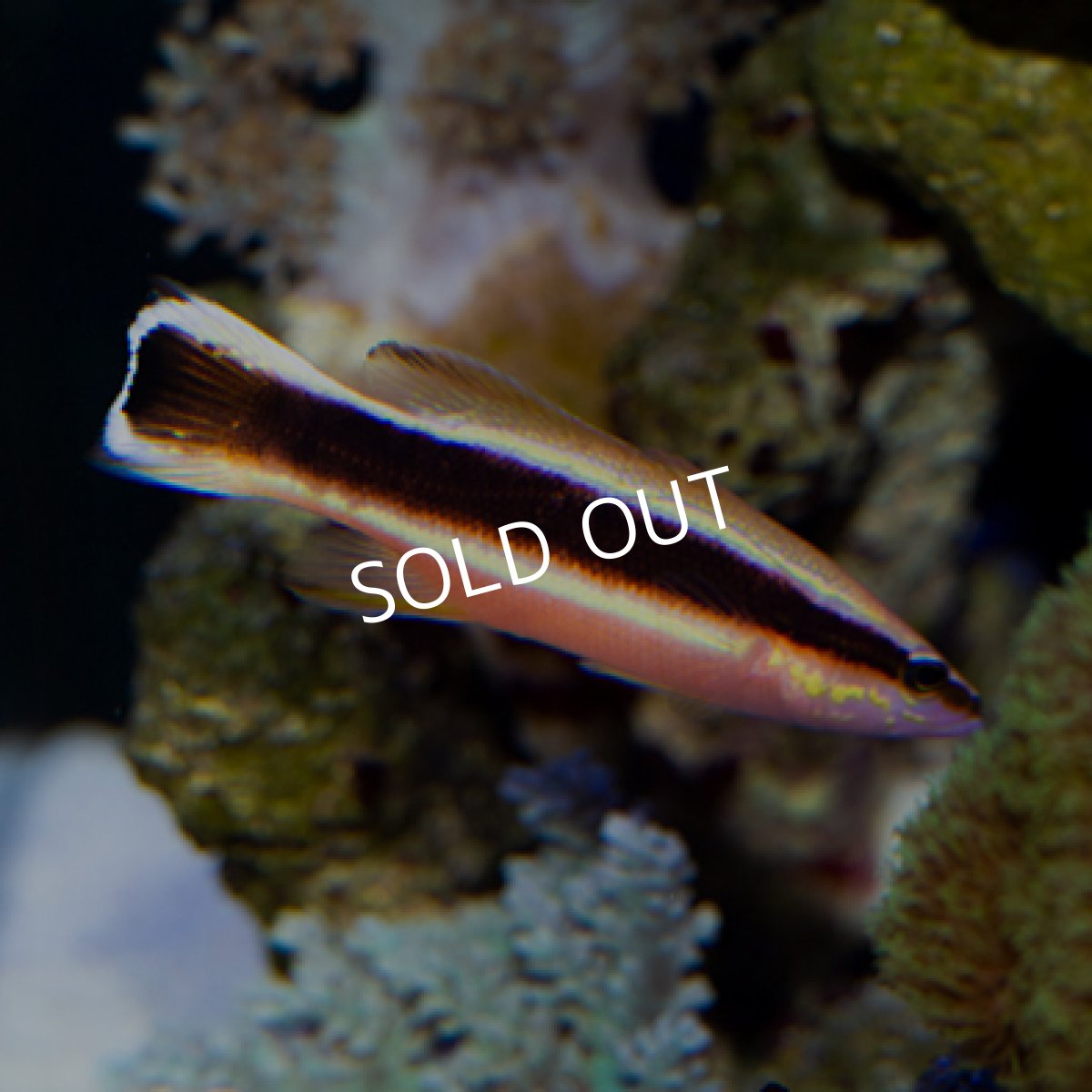 画像2: ◇30%off WinterSALE◇ ラッセバスレット S (2)