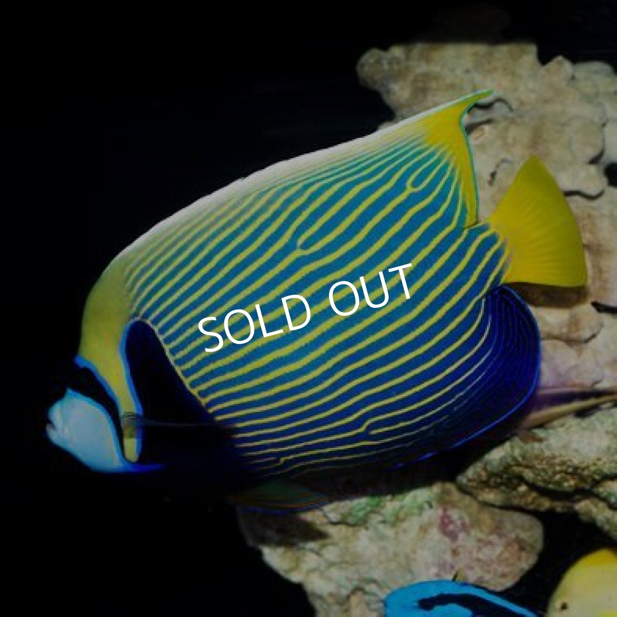 画像3: ◇20%off New year SALE◇タテジマキンチャクダイ　ADL (3)