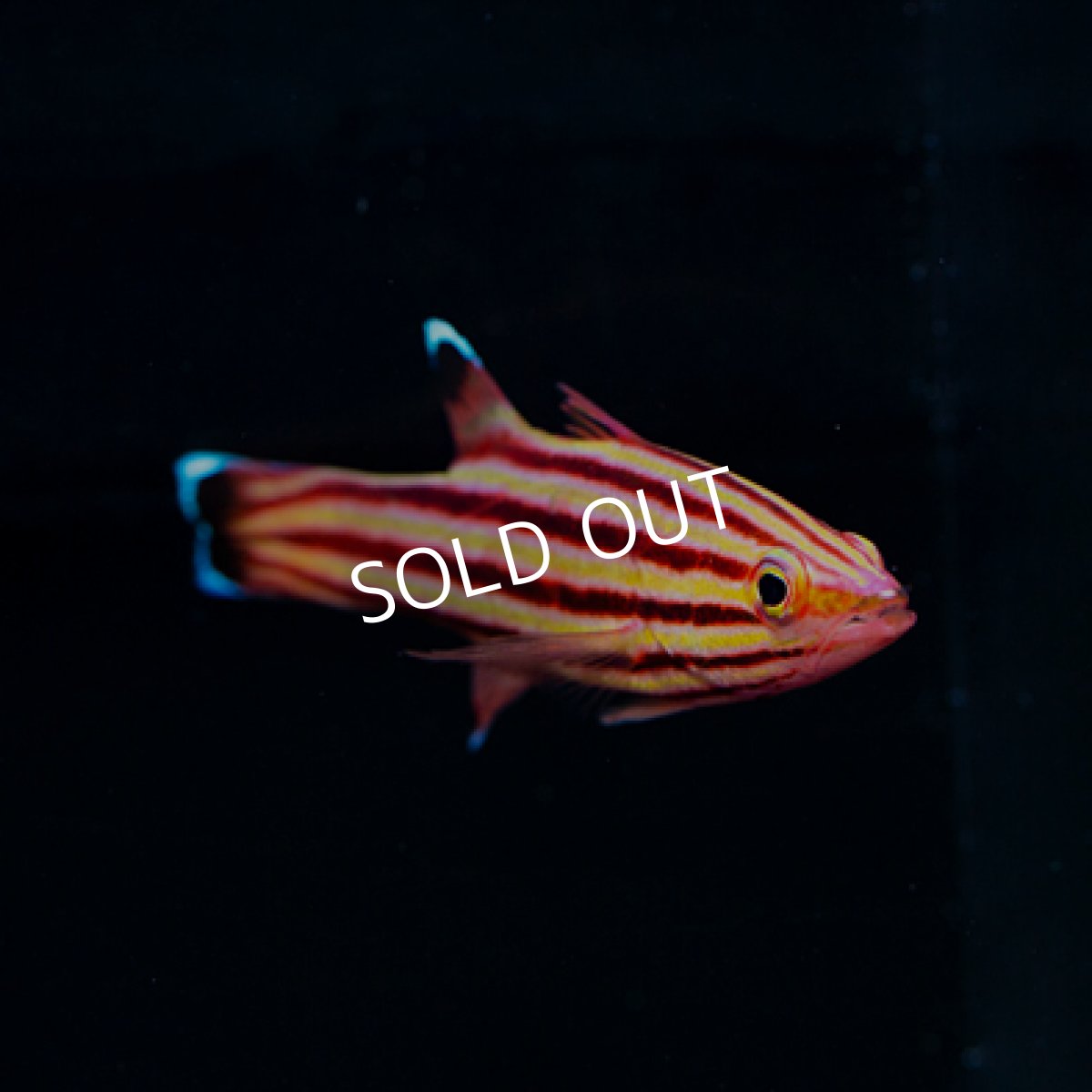 画像3: ◇20%off WinterSALE◇ スイスガードバスレット No.2 (3)