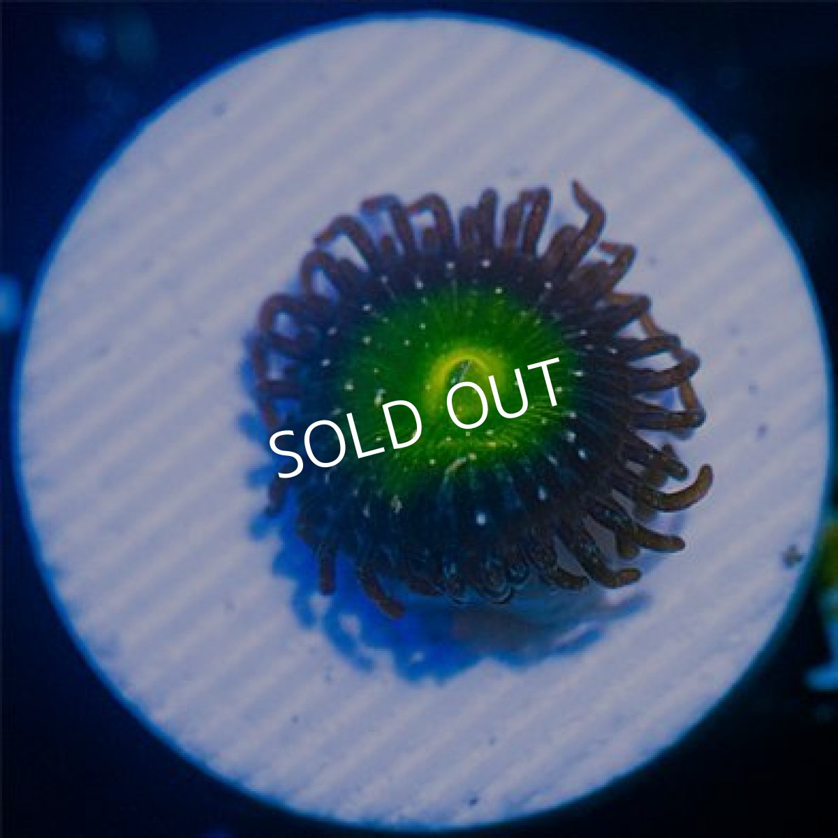 画像2: ＜special price＞ USAマメスナ　アップルスミス No.1 (2)